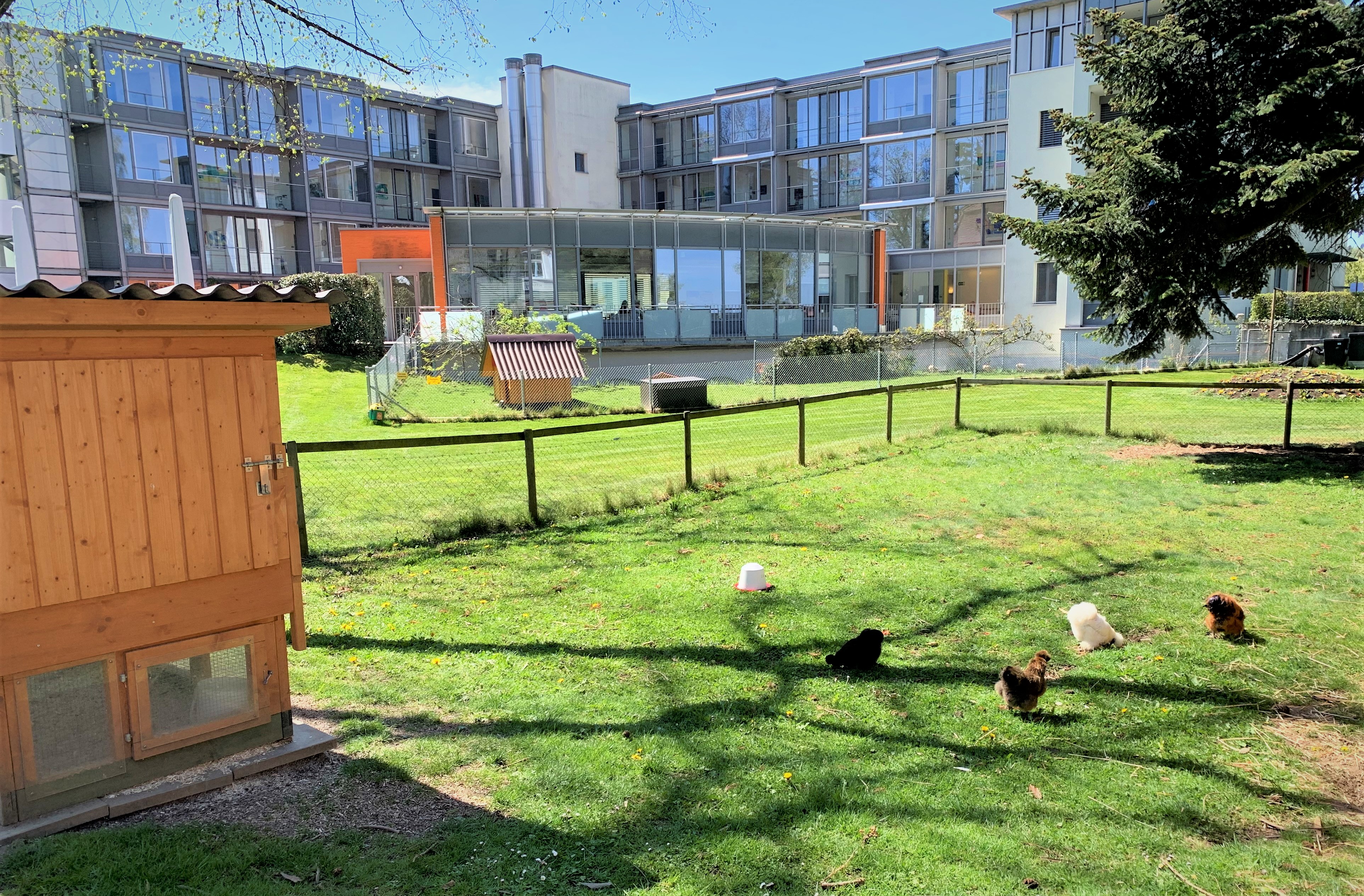 Frühling auch bei unseren Zwerg-Hühnlein